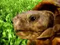 funny terry the tortoise funny terry the tortoise