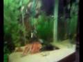 videos de my fish part 1, silver shark,tiger barbs, angel fish, silver