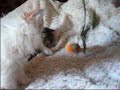 Clyd-A-Scope Persians Kitten\