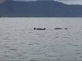 Dolphin Watching Gulfo Dulce, Costa Rica