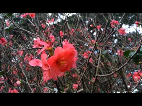 how to transplant flowering quince