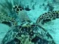 mexic-dive-submarinisme-2008-tortuga.html