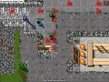 Tibia pk aurea