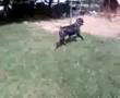 Rottweiler video
