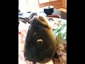 恋の活き造り