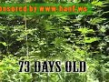 White Rhino 3/2007 cannabis Marijuana marihuana Hanf White Rhino 3/2007 cannabis Marijuana marihuana Hanf