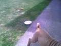 play video