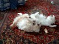 My Westies playing yet again!