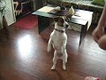 Moet - My BREAKDANCING Jack Russell!!!