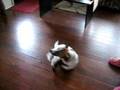 Moet - My BREAKDANCING Jack Russell!!!
