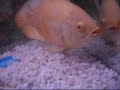 Fish eating food Fish eating food