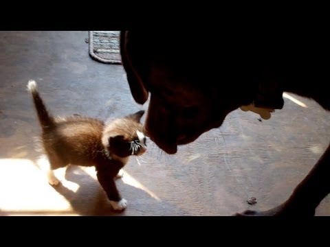 Roxy Meets a Kitten