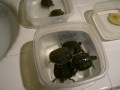 Feeding My Turtles