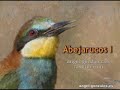 Abejarucos 2