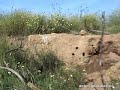 Abejarucos 2