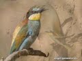 Abejarucos 2