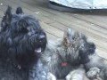 Toby and Leia