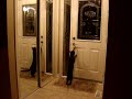 sam the cat opening the door