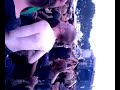 Soilwork 2