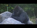 silver back gorilla cleveland zoo