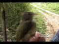videos de Scrub Greenlet, Verderón Rastrojero (Hylophilus flavipes)