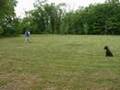 Standard Schnauzer Maverick - Advanced Obedience Graduate
