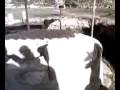 videos de MORGANTINA ALTARI AIDONE ENNA SICILIA VENERE DI MALIBU' ZONA ARCHEOLOGICA ALTARI DEMETRA E KORE