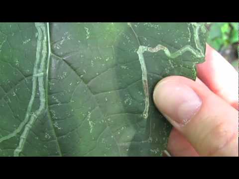 how to control leafminers