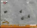 threat:100000 toads went on a journey before quakesichuan
