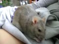 And people say rats are ugly! Look at how precious!