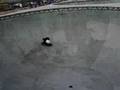 Ravaging Bowl Rider