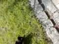 Katze platzt