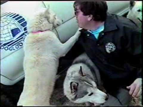 ironwill - In 1993 the movie call, 'IRON WILL' came out in the theaters and that year in Phoenix Arizona there was a free showing of the dogs used in the film at a loca...