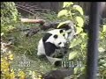 How To Steal Boo By Mei Xiang