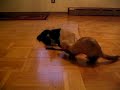 Kitten, ferrets and a paperbag