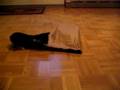 Kitten, ferrets and a paperbag