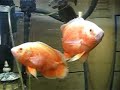 40 Gallon Acrylic Fish Tank ..........$399