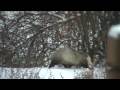 videos de Backyard Opossum