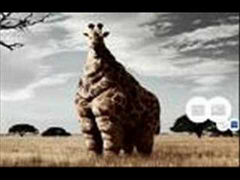 Funny Animal Pictures