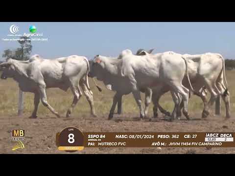 510� LEIL�O VIRTUAL MB LEIL�ES