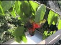 Singapore Travel: Bathing @ Jurong Bird Park