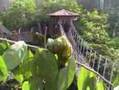 Singapore Travel: Bathing @ Jurong Bird Park