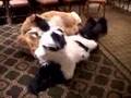 Scritch And Furbo Tired At Further Confusion 2005