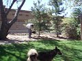 Cutting down another tree