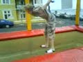 me on a trampoline