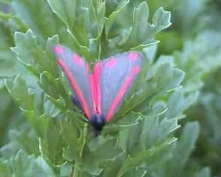 De St. Jacobsvlinder (Tyria jacobaeae)