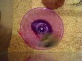 Tic and Tac (roborovski) on wheel !!! - My poor hamsters!