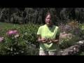 All About Dahlias - How to Plant Dahlia Flowers from White Flower Farm