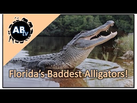 YouTube reptile video