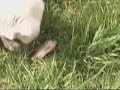 Dog and a fish